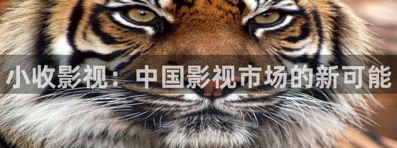 爱丫爱丫影院电视剧在线观看46集：小收影视：中国影视市场的新可能